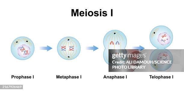 meiosis phases, illustration - interphase stock illustrations