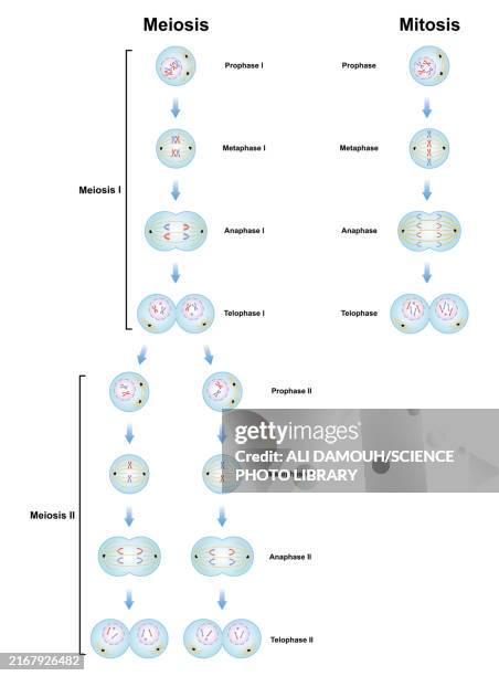 meiosis and mitosis phases, illustration - cell division stock illustrations