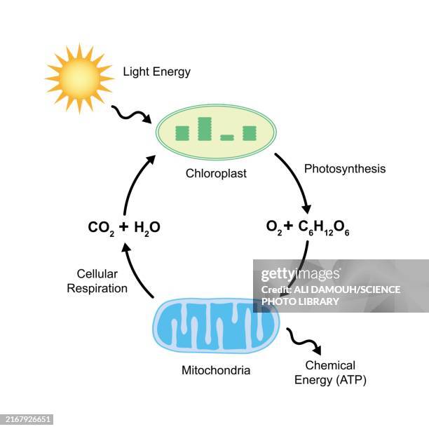 photorespiration, illustration - photosynthese stock-grafiken, -clipart, -cartoons und -symbole