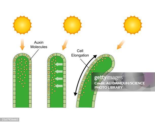 photorespiration, illustration - auxin stock illustrations