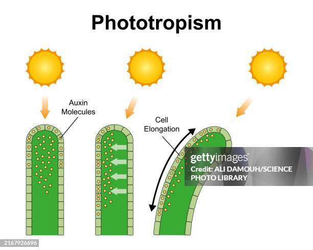 photorespiration, illustration - auxin stock illustrations