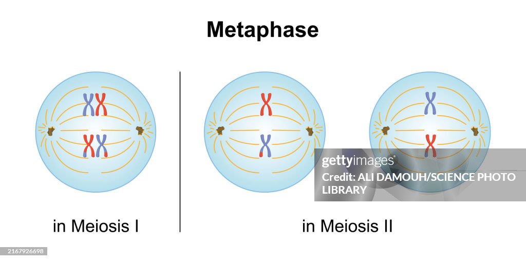 Metaphase, illustration