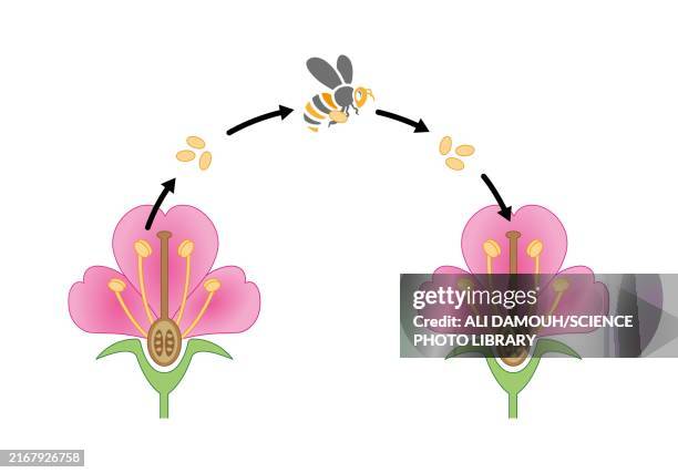 pollination mechanism, illustration - pollination stock illustrations