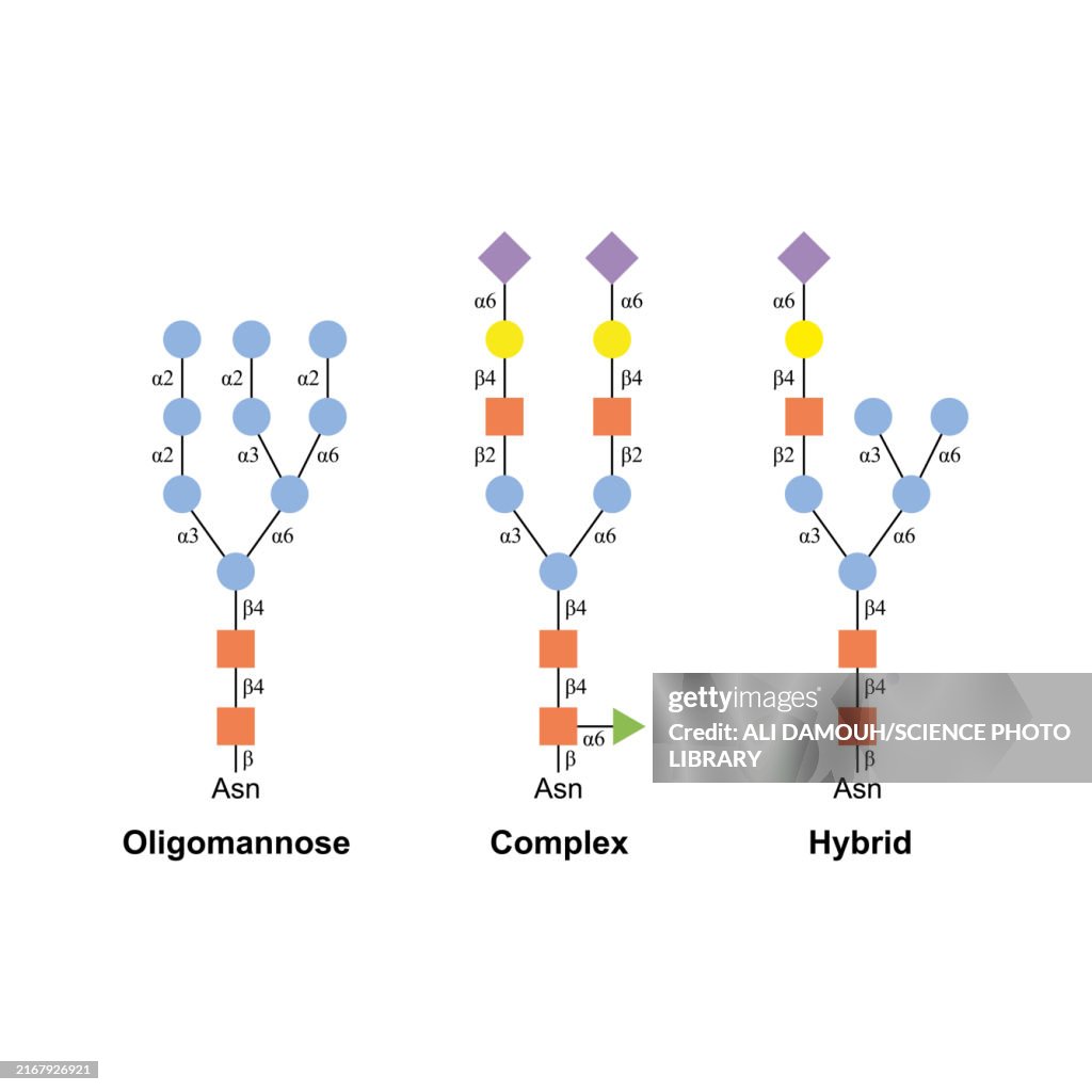 N glycan types, illustration