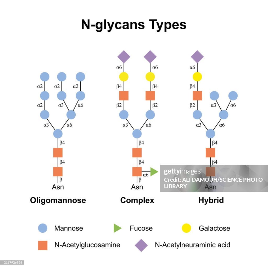 N glycan types, illustration