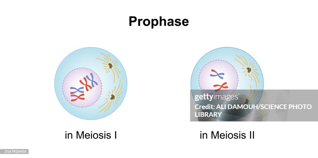 Prophase, illustration
