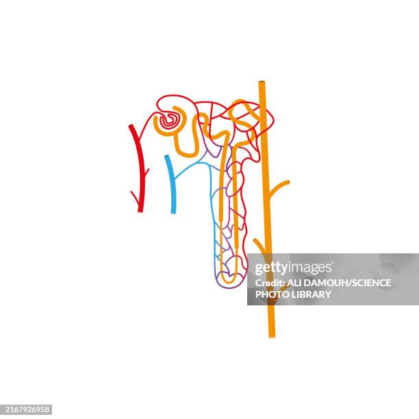 illustrations, cliparts, dessins animés et icônes de nephron structure, illustration - anse de henle
