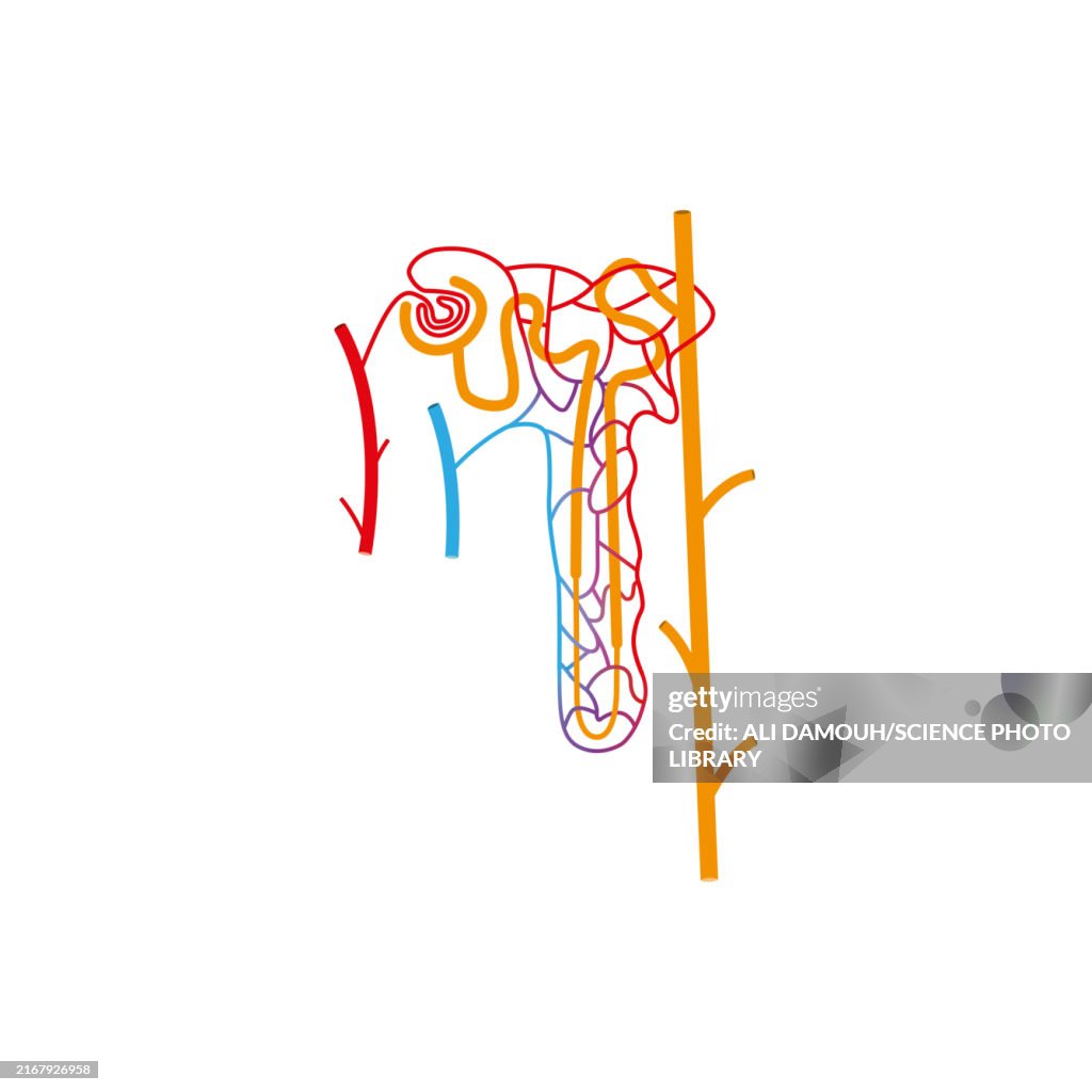 Nephron structure, illustration