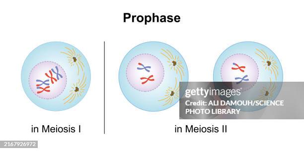 prophase, illustration - organulo-cellulare foto e immagini stock