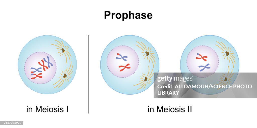 Prophase, illustration