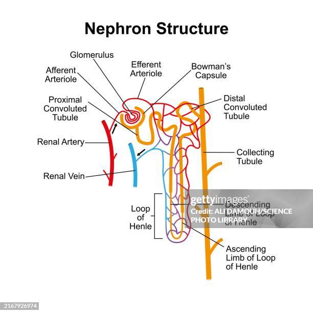 illustrations, cliparts, dessins animés et icônes de nephron structure, illustration - anse de henle