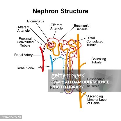 Nephron structure, illustration Nephron structure, illustration