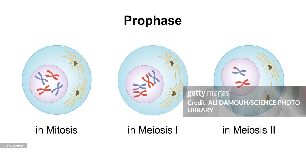 Prophase, illustration