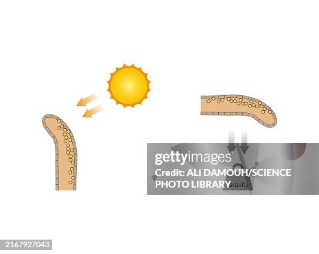 Root Growth Vector Growth In A Plant Root Illustration High-Res Vector Graphic - Getty Images
