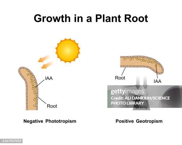 growth in a plant root, illustration - gravitropism stock illustrations