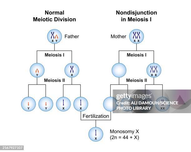 nondisjunction monosomy x, illustration - inherited diseases stock illustrations