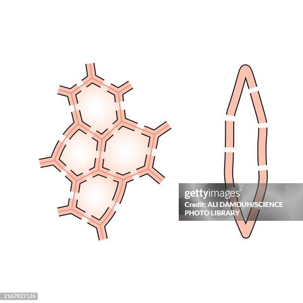 sclerenchyma structure, illustration - plant cell wall stock illustrations