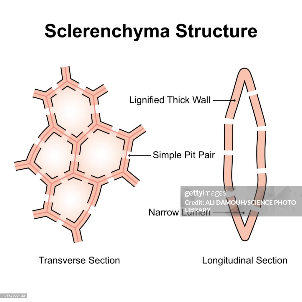Sclerenchyma structure, illustration