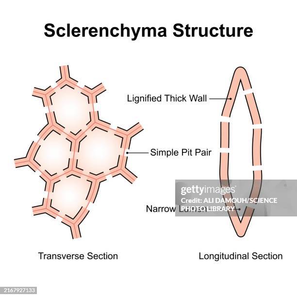 sclerenchyma structure, illustration - vacuole stock illustrations