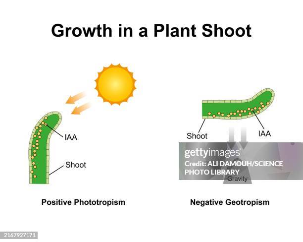 growth in a plant shoot, illustration - gravitropism stock illustrations