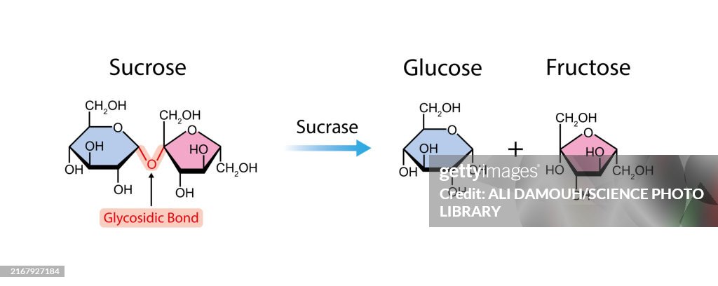 Sucrase enzyme function, illustration