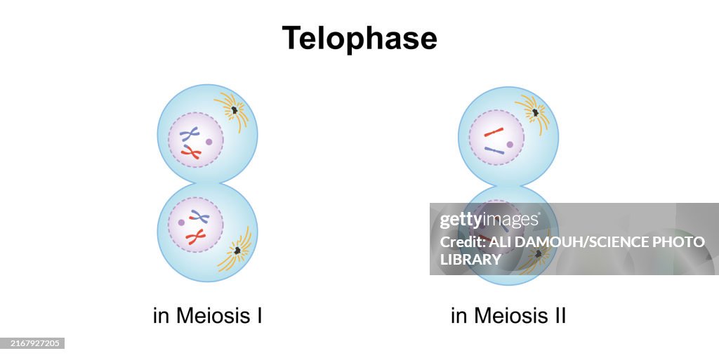 Telophase, illustration