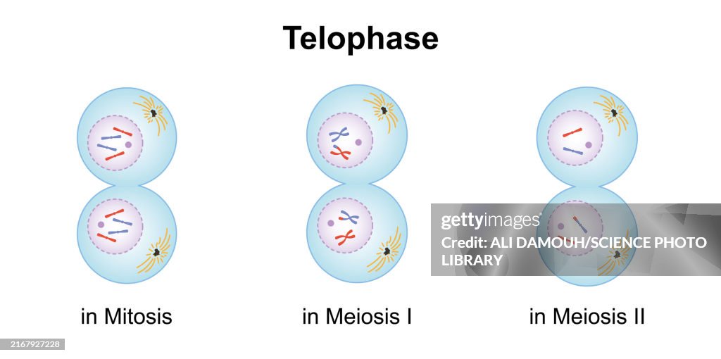 Telophase, illustration