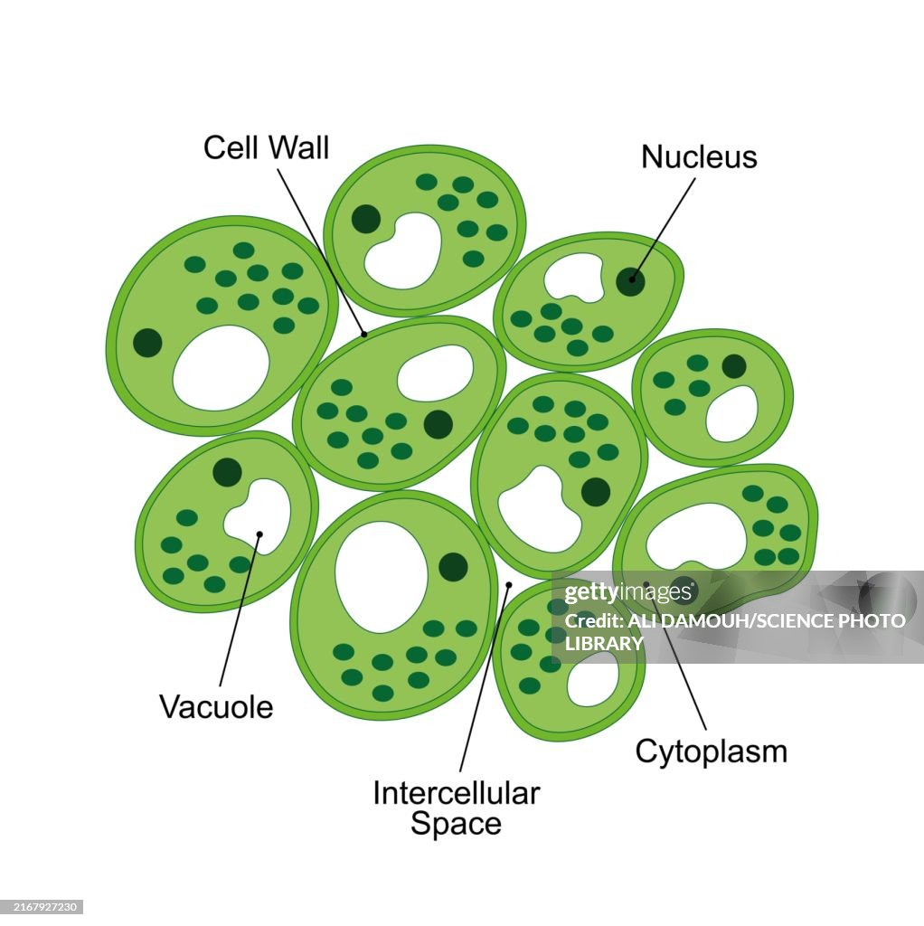 Parenchyma structure, illustration