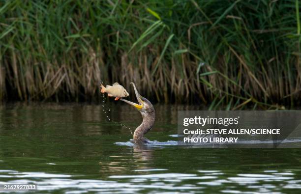 great cormorant catching fish - norfolk broads stock pictures, royalty-free photos & images