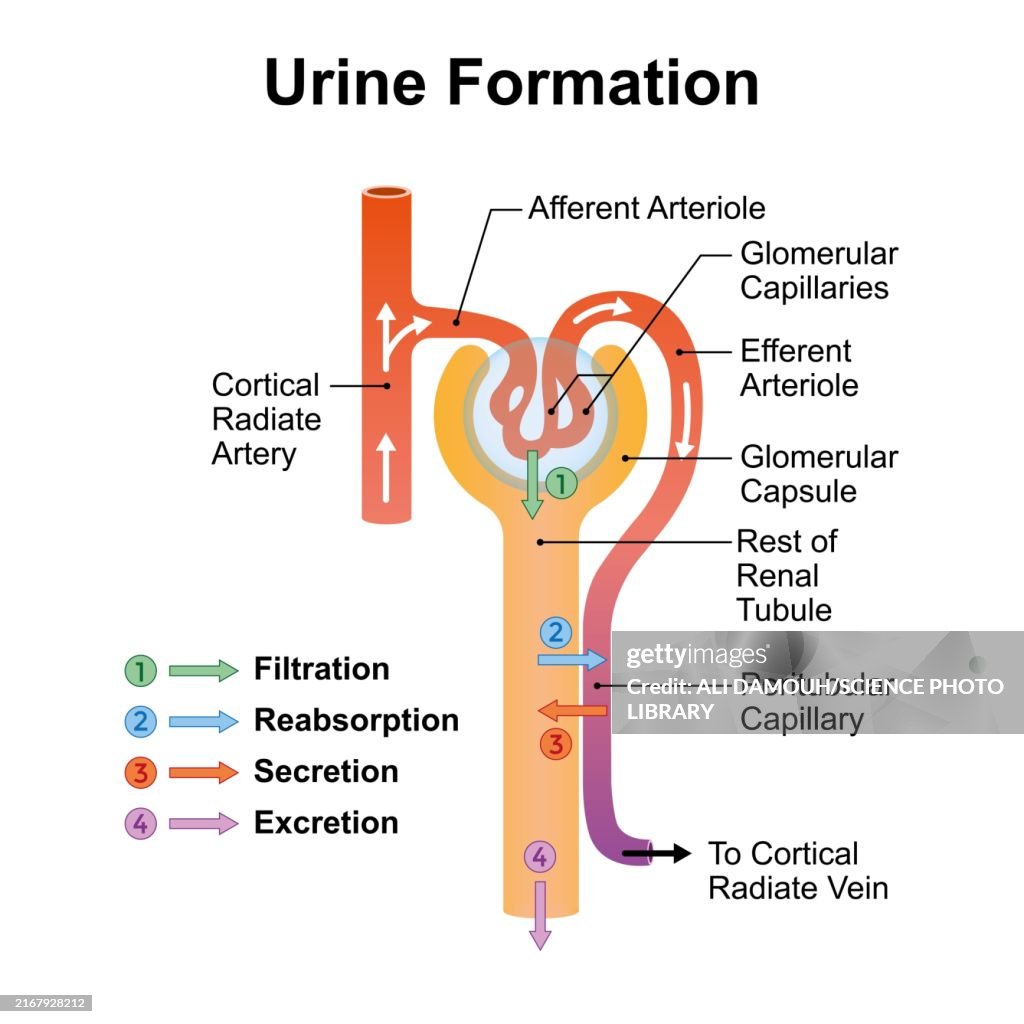 Urine formation, illustration