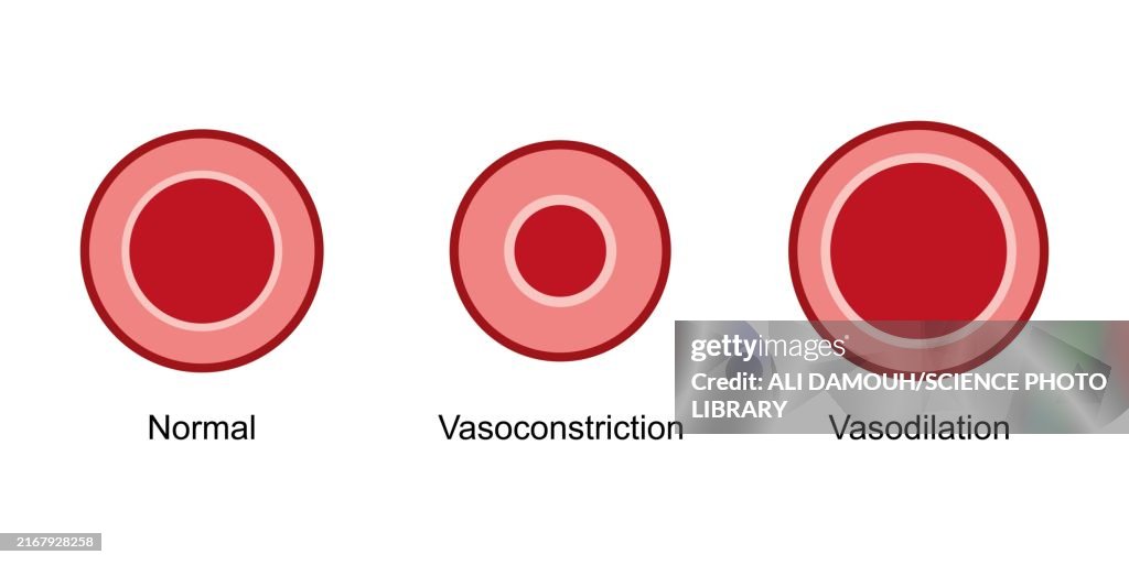 Vasodilation and vasoconstriction, illustration