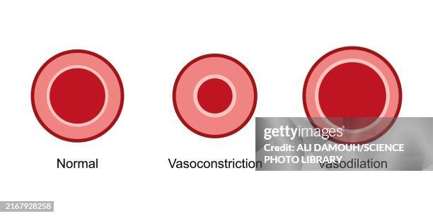 vasodilation and vasoconstriction, illustration - vasoconstriction stock illustrations