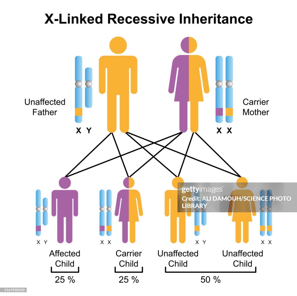 X-linked recessive inheritance, illustration