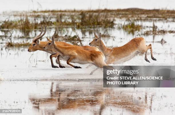 red lechwes running through shallow water - chobe national park stock pictures, royalty-free photos & images