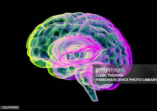 ilustraciones, imágenes clip art, dibujos animados e iconos de stock de human brain, illustration - parte del cuerpo humano