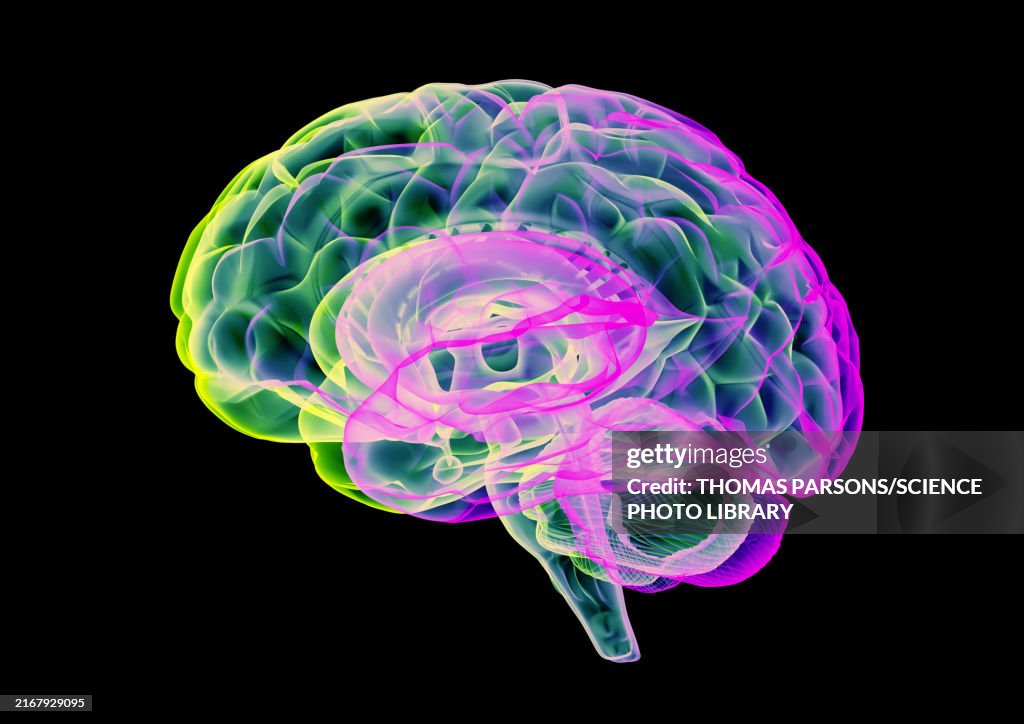 Human brain, illustration