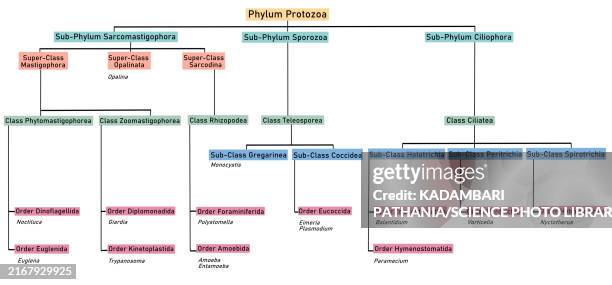 phylum protozoa classification, illustration - flow chart stock illustrations