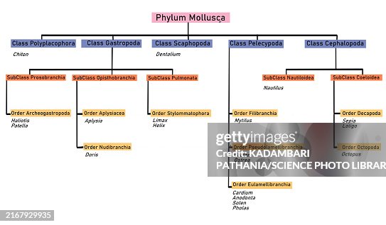 Phylum Mollusca classification, illustration Phylum Mollusca classification, illustration