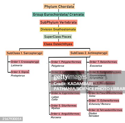 Class Osteichthyes classification, illustration Class Osteichthyes classification, illustration
