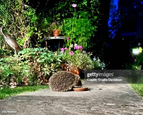 hedgehog feeding in a garden - hedgehog stock pictures, royalty-free photos & images