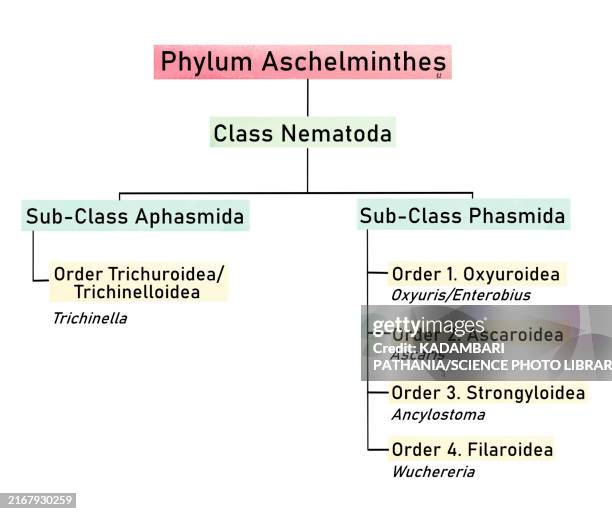 Phylum Vector Phylum Aschelminthes Classification Illustration High-Res Vector ...