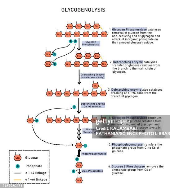 glycogenolysis, illustration - cellular respiration diagram stock illustrations