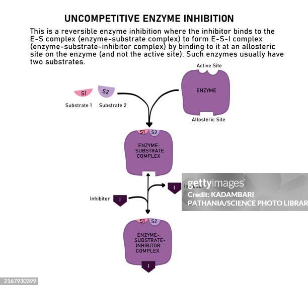 Enzyme Inhibitants Enzyme Inhibition Enzyme Inhibition | DP IB Biology Revision Notes