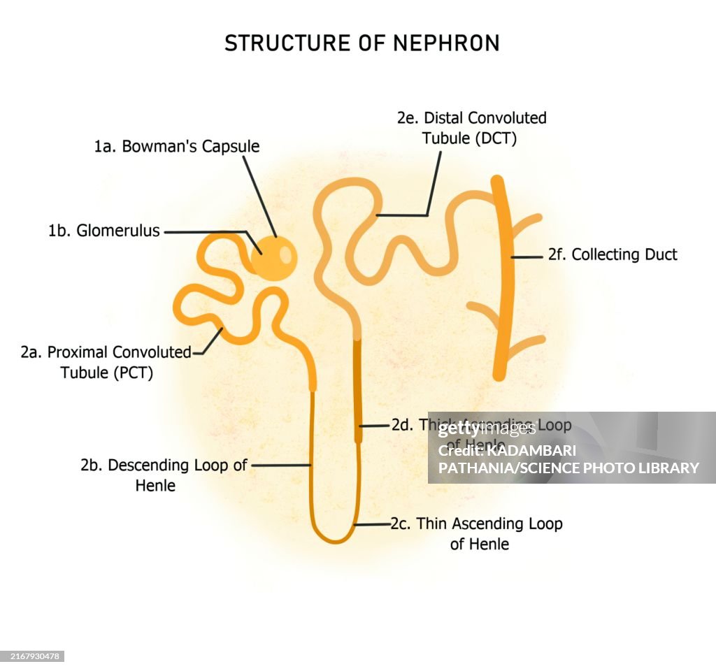 Structure of a nephron, illustration