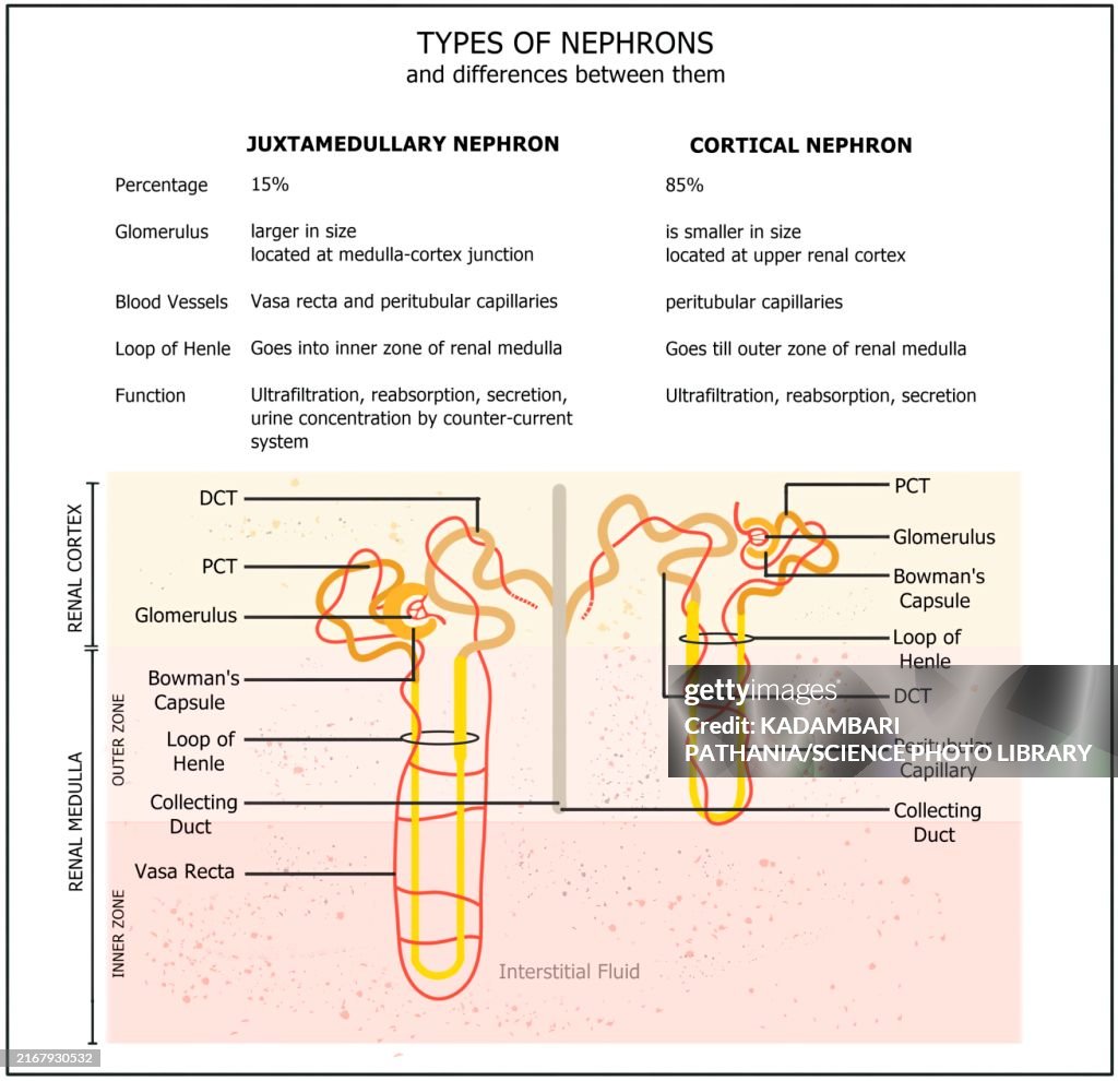 Juxtamedullary nephron and cortical nephron comparison, illustration