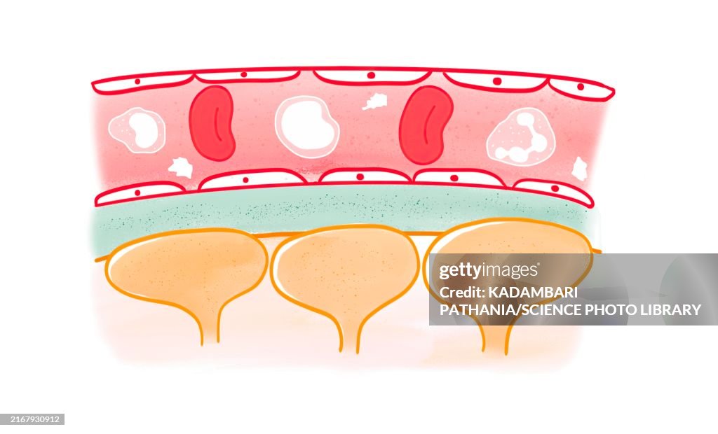 Ultrafiltration membrane of nephron, illustration