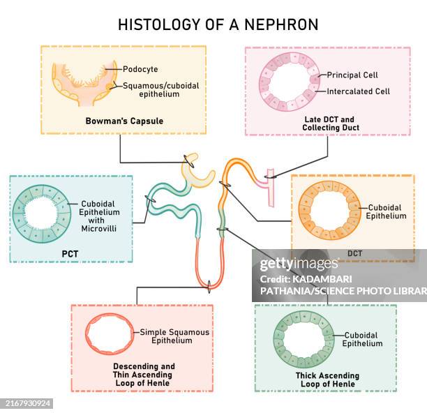 histology of a nephron, illustration - ciliated epithelium stock illustrations