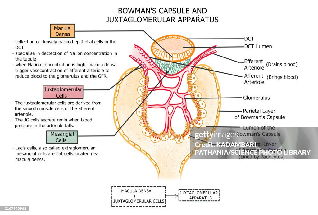 Bowman's capsule and juxtaglomerular apparatus, illustration