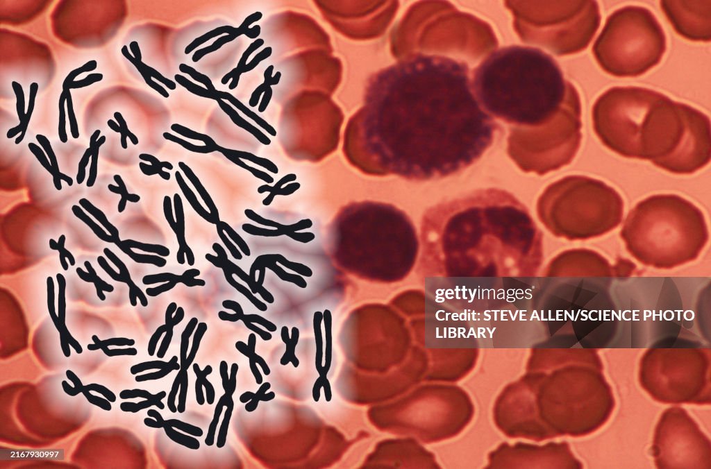 Chromatin Rbc Human Chromosomes And Red Blood Cells Illustration High-Res Vector ...