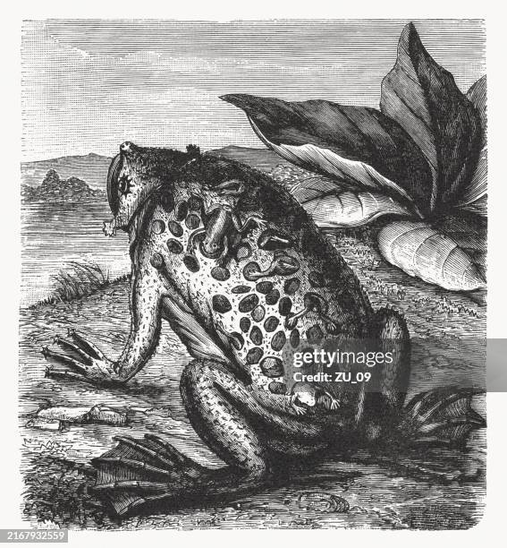 common surinam toad (pipa pipa), wood engraving, published in 1892 - frog stock illustrations